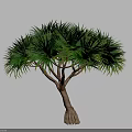 Lush Green Arbor with Dense Foliage Brown Trunk and Fibrous Roots