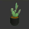 Potted Green Cactus Plant in Black Pot with Orange Soil