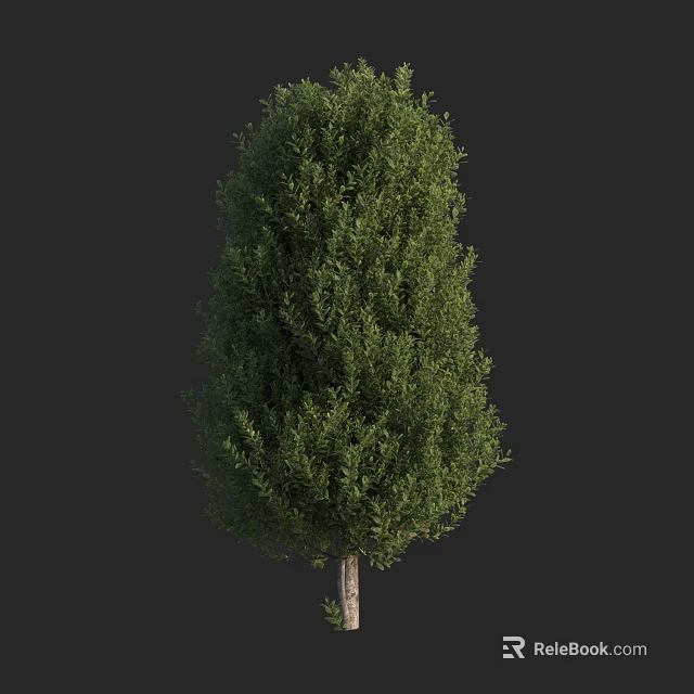 Tall Evergreen Arbor With Lush Green Foliage And Upright Trunk 3d model 