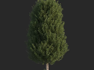 Tall Evergreen Arbor With Lush Green Foliage And Upright Trunk 3d model