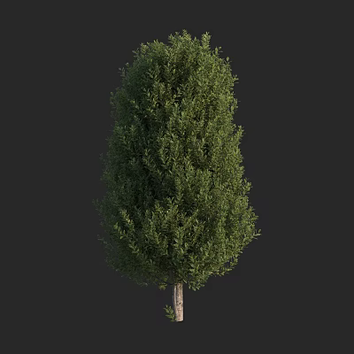Tall Evergreen Arbor With Lush Green Foliage And Upright Trunk 3d model