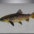 Colorful Spotted Rainbow Trout With Brown And Yellow Body On Gray Background