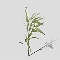 Fresh Green Bamboo Plant With Long Stems And Lush Leaves For Indoor Decor