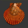 Vibrant Red Scallop Ribbed Shell Structure Against Dark Background With Reflection