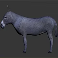 Gray Donkey Standing With White Nose And Ears Against Dark Gradient Background With Reflection