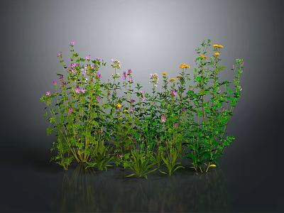 Natural Herb Plants with Pink Yellow White Flowers and Green Stems 3d model