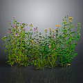 Natural Herb Plants with Pink Yellow White Flowers and Green Stems