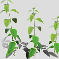 Three Green Plants with Fresh Leaves Casting Soft Shadows on Light Background 3d model