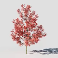 Tall Tree With Vibrant Red Leaves And Lush Foliage Casting Shadow 3d model