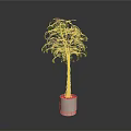 Indoor Potted Plant With Twisted Trunk And Lush Green Leaves In White Planter