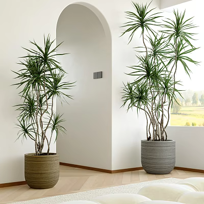 Indoor Potted Dracaena Plants with Woven Brown and Gray Pots in Corner with White Walls and Archway 3d model