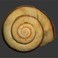 Snail Shell Organ With Natural Fibrous Texture And Spiral Brown Stripes
