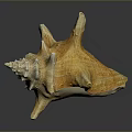 Close Up View Of Marine Animal Conch Shell With Orange Tan Texture And Smooth Reflection