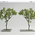 Two Green Leaf Trees With Black Trunks In Square Gray Bases On Light Gray Background 3d model