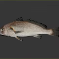 Reddish Brown Fish With Black Fins On Gray Background And Reflection