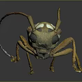 Detailed Longhorn Beetle With Long Antennae Brown White Spotted Body And Orange Legs