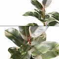 Bonsai Potted Plants With Green White Variegated Leaves Red Stems And Black Gold Accent Pots