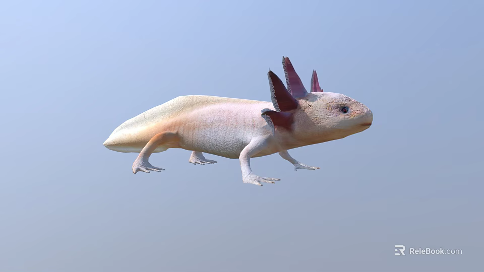 Unique Axolotl With Pink Feathery Gills And White Smooth Body Appearance 3d model 