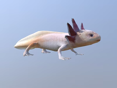 Unique Axolotl With Pink Feathery Gills And White Smooth Body Appearance 3d model