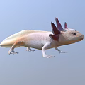 Unique Axolotl With Pink Feathery Gills And White Smooth Body Appearance
