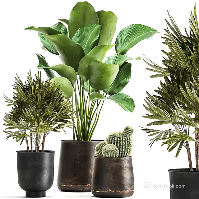 Various Potted Plants With Large Leaves Cactus And Palm In Ceramic Pots For Home Decor 3d model 