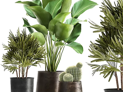 Various Potted Plants With Large Leaves Cactus And Palm In Ceramic Pots For Home Decor 3d model