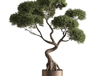 Bonsai Tree With Twisted Trunk Lush Green Foliage And Exposed Roots In Metal Pot 3d model