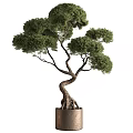 Bonsai Tree With Twisted Trunk Lush Green Foliage And Exposed Roots In Metal Pot