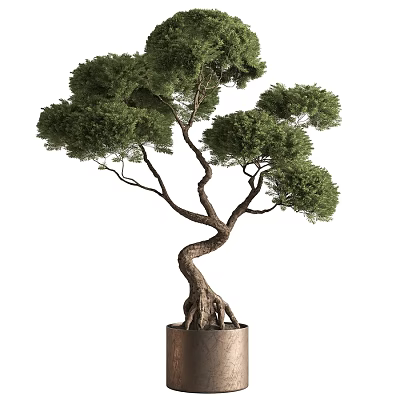 Bonsai Tree With Twisted Trunk Lush Green Foliage And Exposed Roots In Metal Pot 3d model