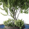 Healthy Evergreen Tree With Lush Green Foliage And Multiple Branches In Ceramic Pot