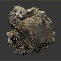Natural Organ And Hair Structure With Rough Surface And Irregular Protrusions