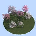 Beautiful Plant Combination With Pink And White Flowering Trees On Green Grassland