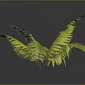 Fern Plant Displaying Lush Green Feathery Fronds Reflected On Dark Shiny Surface