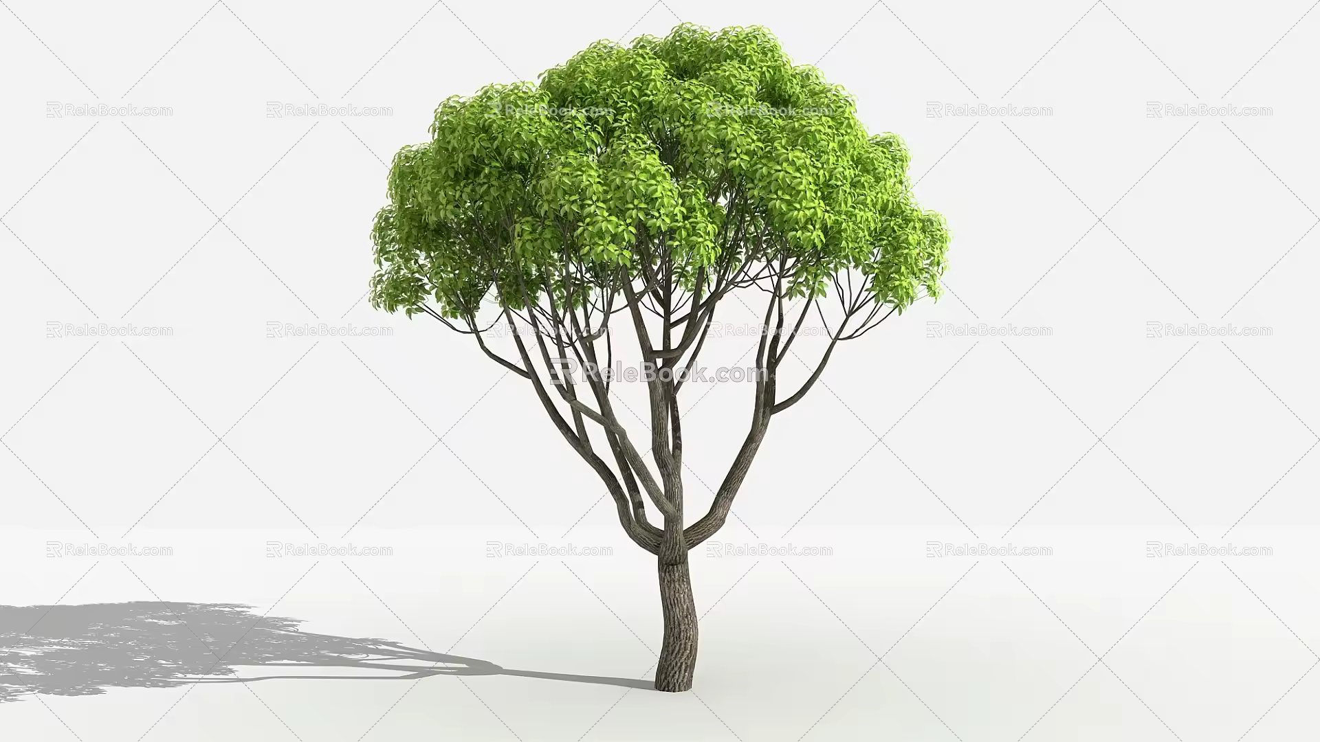 Modern tree camphor tree 3d model