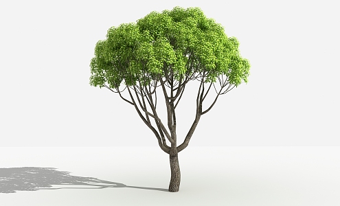 Modern tree camphor tree 3d model