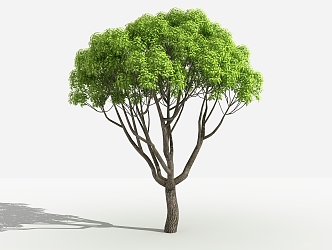 Modern tree camphor tree 3d model