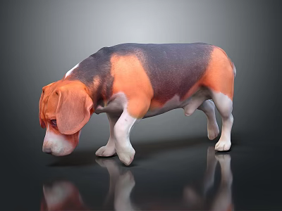 Brown Black And White Beagle Dog Sniffing Ground With Reflection On Dark Surface 3d model