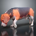 Brown Black And White Beagle Dog Sniffing Ground With Reflection On Dark Surface