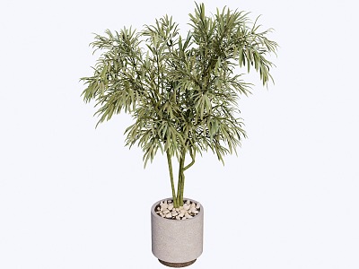 indoor potted plant 3d model