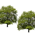 Lush Green Arbor Featuring Dense Foliage And Strong Trunk In Natural Landscape With Blue Sky
