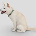 White Dog Sitting With Green Collar Looking Happy And Tongue Out