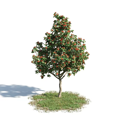Lush Arbor With Green Leaves Red Fruits Brown Trunk And Shadow On Green Grass 3d model