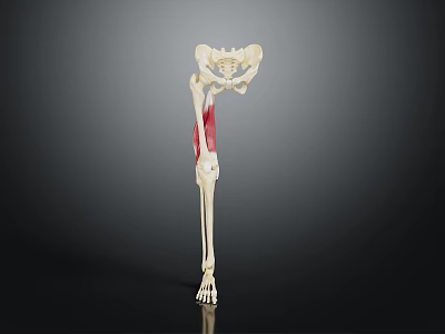 Human Lower Limb Skeleton And Muscle Anatomy Model Showing Hip Femur Tibia Structure 3d model