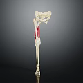 Human Lower Limb Skeleton And Muscle Anatomy Model Showing Hip Femur Tibia Structure