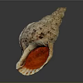 Spiral Conch Shell With Red Interior And Brown Spotted Exterior On Gray Background 3d model