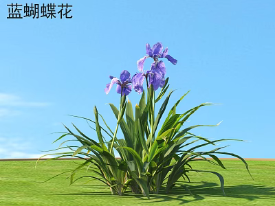 Blue Butterfly Flowers With Purple Blooms Green Leaves On Green Grass Under Blue Sky 3d model