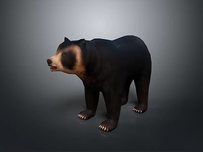 Realistic Black Bear With Brown Face And Chest Standing On Gray Gradient Background 3d model