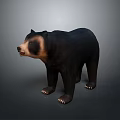 Realistic Black Bear With Brown Face And Chest Standing On Gray Gradient Background 3d model