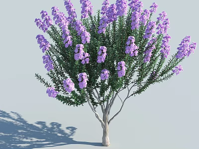 Vibrant Purple Flowering Tree with Green Leaves and White Trunk in Light Gray Background 3d model