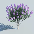 Vibrant Purple Flowering Tree with Green Leaves and White Trunk in Light Gray Background